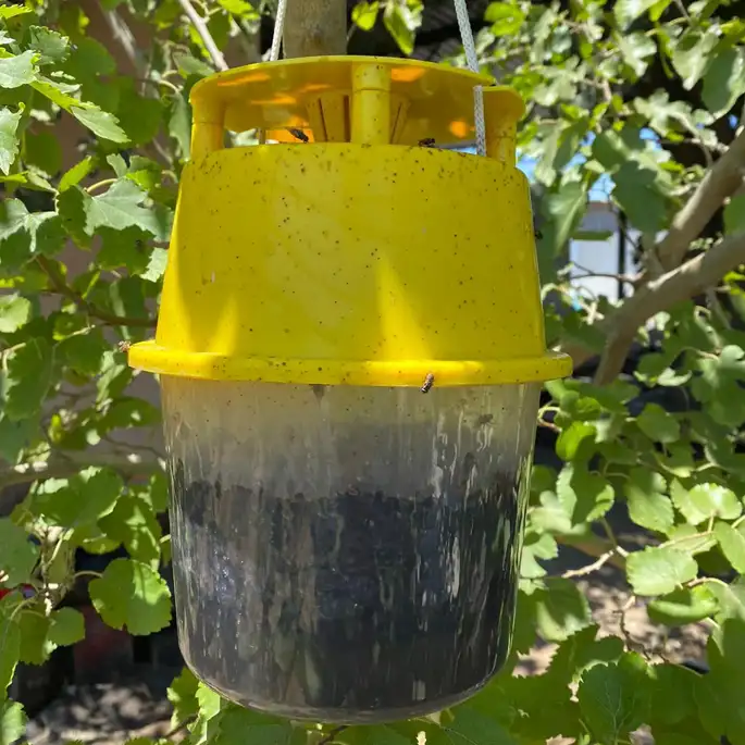 Housefly Bucket Trap and Bait