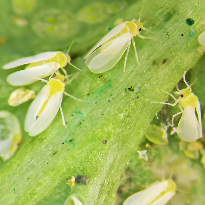Whitefly: Diagnosis, Harms and Natural Control Methods