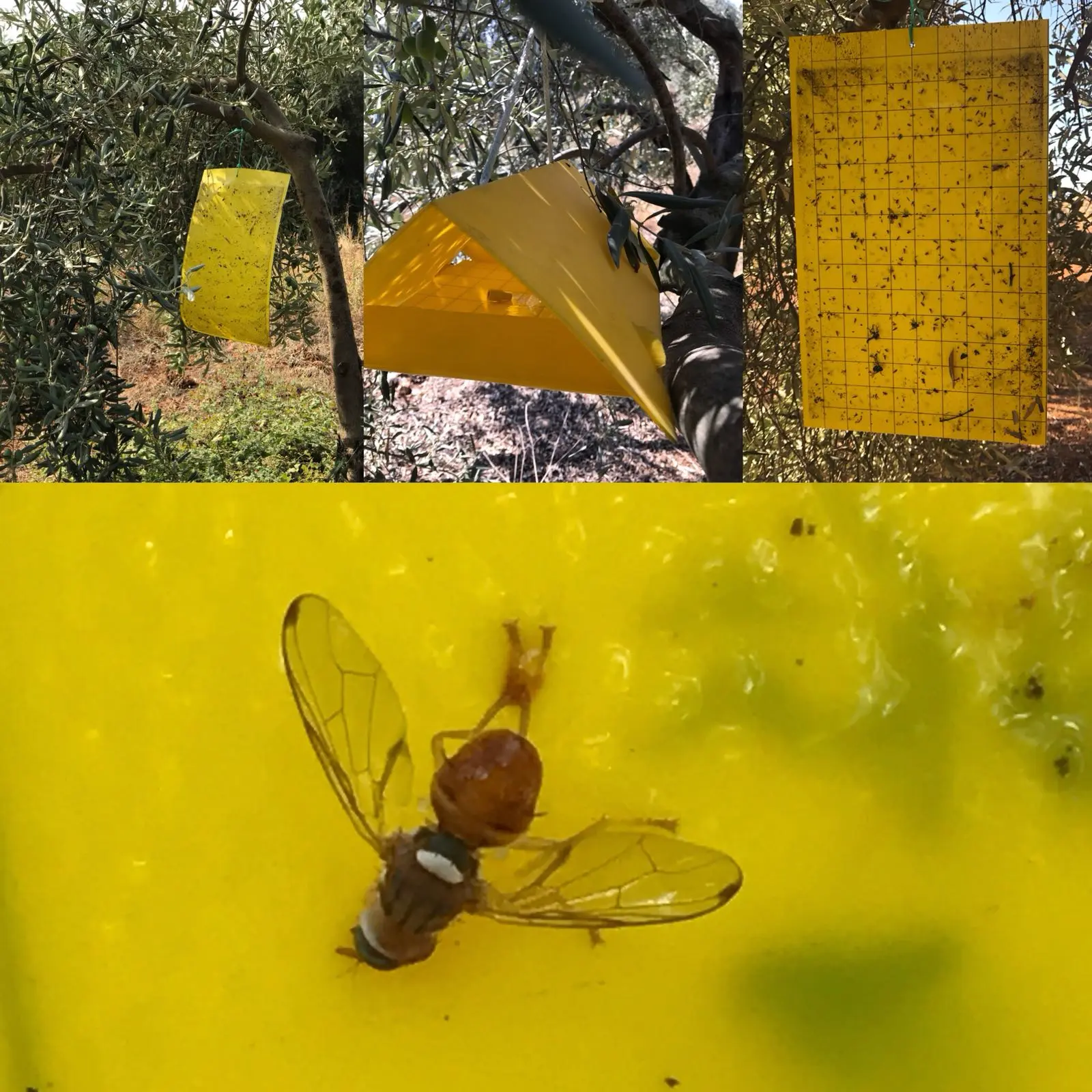 OLIVE FLY TRIAL ( BACTROCERA OLEAE )